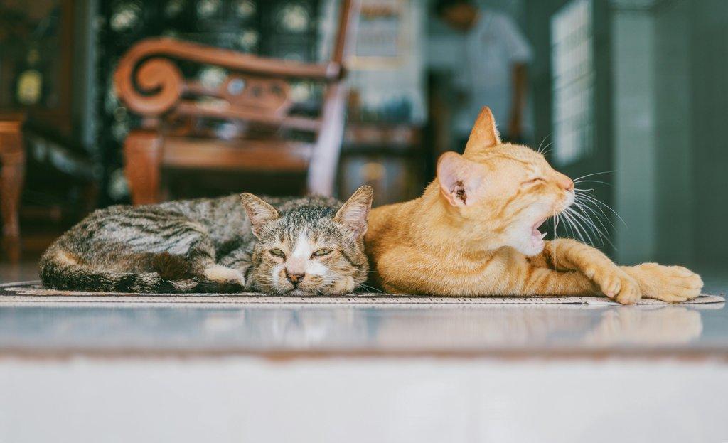 Animals & Pets
